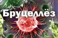 ПРОФИЛАКТИКА БРУЦЕЛЛЕЗА